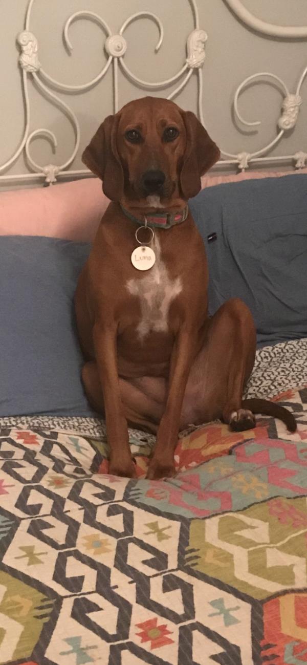 /Images/uploads/Homeward Bound Pet Rescue/HBPR_Photocontest/entries/12144thumb.jpg